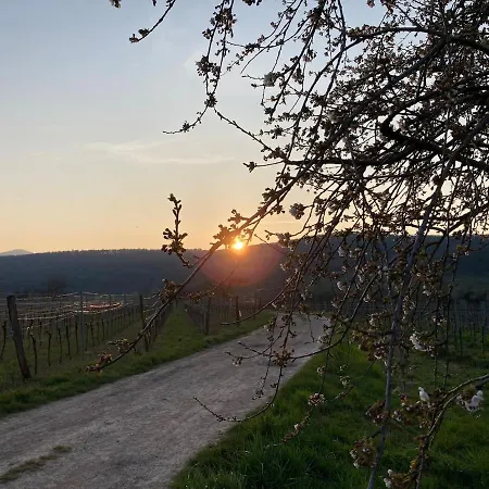 Apartment Au Sommet De La Vigne Rosheim